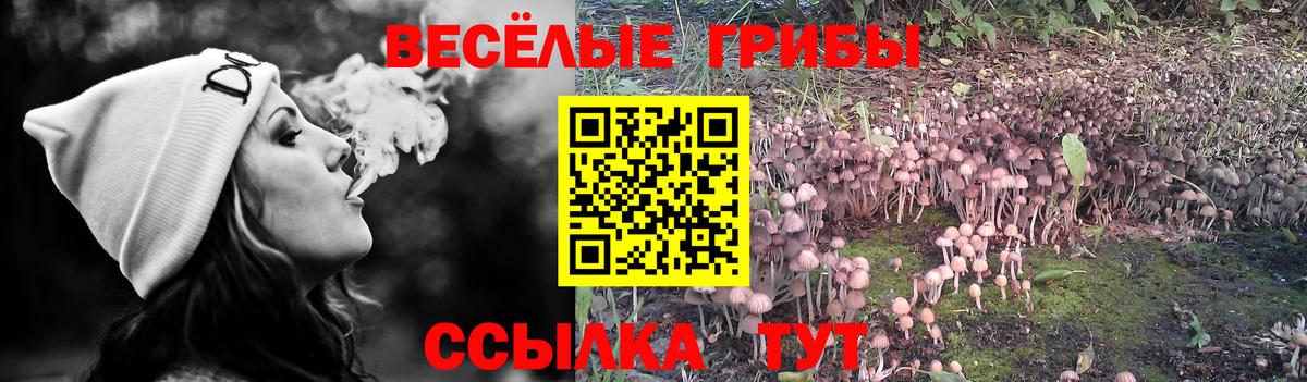 Псилоцибиновые грибы Psilocybine cubensis  где купить наркотик  Якутск  Вход с VPN  Галлюциногенные грибы Psilocybe 